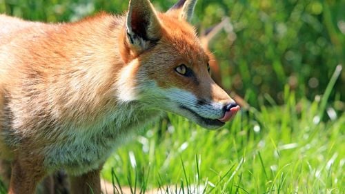 STUDIU Vulpea ar fi putut fi cândva cel mai bun prieten ai omului/ Mormântul străvechi al unui vânător-culegător dezvăluie noi detalii despre domesticirea animalelor sălbatice de către om