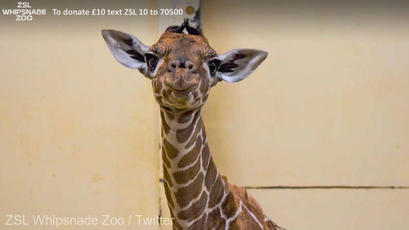 Un pui de girafă a primit numele de Margaret, în onoarea primei persoane vaccinate împotriva COVID-19, din Marea Britanie