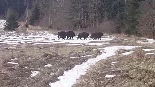 VIDEO O turmă de zimbri, filmată în libertate. Acum 64 de ani mai erau doar 2 zimbri în țară