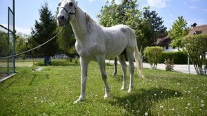 FOTO Jandarmeria Română caută o nouă casă pentru "Șarlatan", un cal de 18 ani care a participat la defilările pe sub Arcul de Triumf