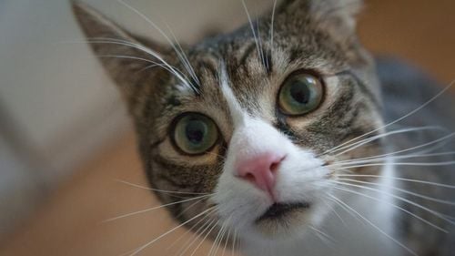 Un ciclist profesionist, amendat pentru că a împușcat pisica unui ministru din San Marino