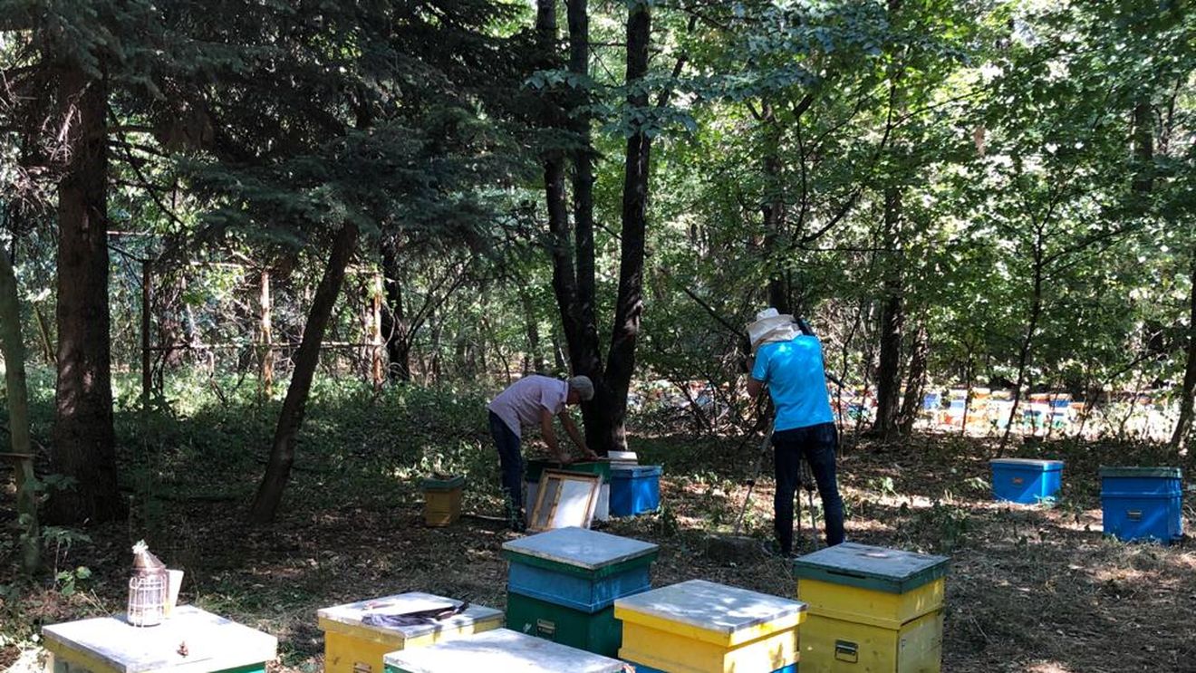 Contrabandiști din Arad au ascuns țigările în stupii de albine
