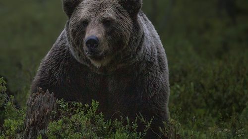 O femeie de 72 de ani, cetățean străin, a fost atacată de un urs în zona barajului Vidraru