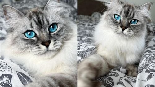 Malia The Cat: Cum a devenit o pisică din Leipzig vedetă pe internet