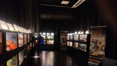 Ce expoziții pot fi văzute în muzeele Capitalei în minivacanța de 1 Decembrie