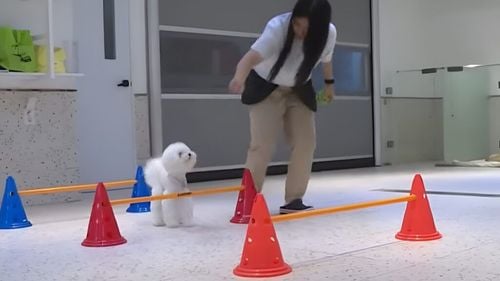 Grădiniță pentru câini: De ce sud-coreenii investesc sume uriașe în educația animalelor de companie (VIDEO)