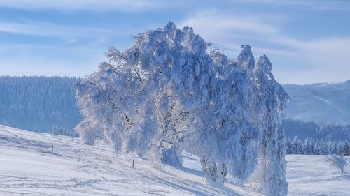 METEO: Cod galben de vânt puternic în zona de munte din Caraş-Severin şi Hunedoara