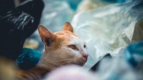 Microplasticele și pisicile noastre: Dezvăluirile oamenilor de știință japonezi care trebuie să ne îngrijoreze