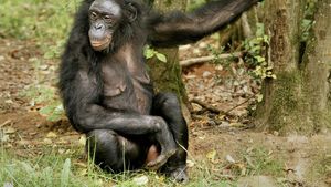 Relații de bună vecinătate: Maimuțele bonobo oferă o privire asupra alianțelor umane din trecut