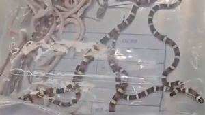 Un bărbat din China a fost prins la vamă cu 100 de șerpi vii ascunși în pantaloni
