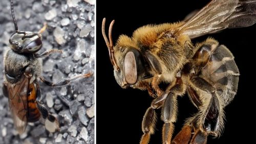 Albinele fără ac din Peru sunt primele insecte din lume recunoscute ca persoane juridice / De ele depind 80% din speciile de plante din zona amazoniană