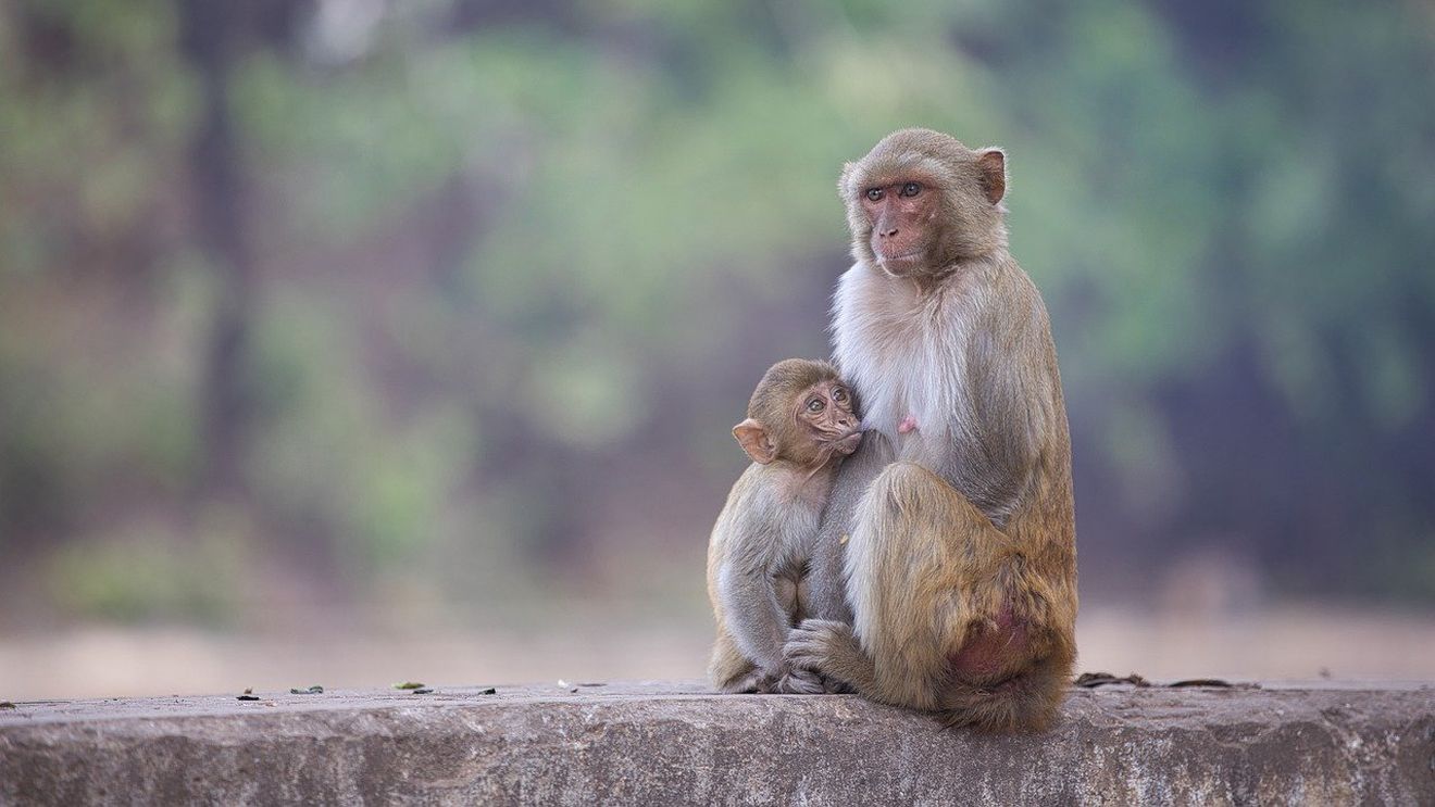 Zoo Timișoara se închide până când vor fi create condiții normale pentru animale