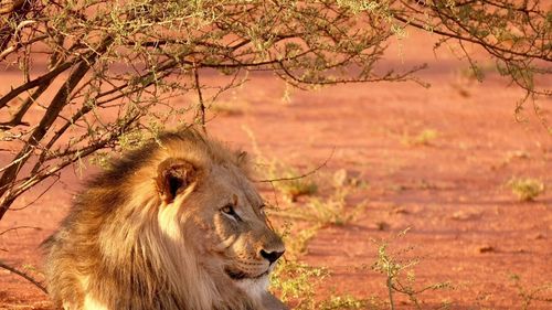 "Vânătoarea de trofee": Africa de Sud vrea să interzică treptat creșterea leilor pentru vânătoare