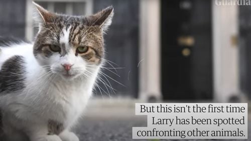 VIDEO Motanul Larry din Downing Street 10, filmat când alungă o vulpe din fața reședinței premierului