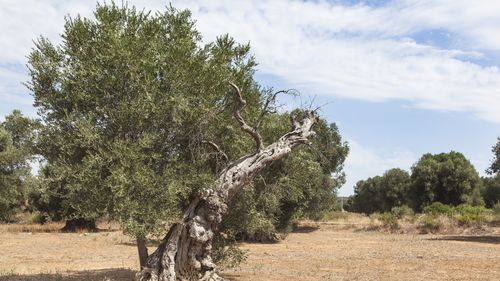 Cu livezile de măslini decimate de o bacterie, regiunea Puglia din sudul Italiei se luptă să se reinventeze / Milioane de arbori au murit sau sunt bolnavi şi sortiţi pieirii