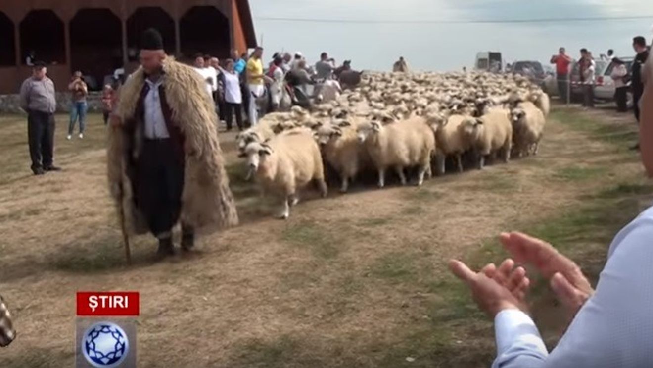 Euronews: România continuă exportul controversat de oi vii în Golful Persic