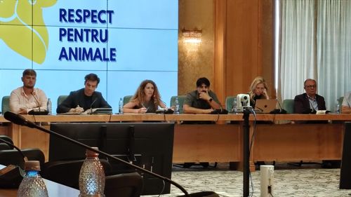 VIDEO | România pregătește primul Decalog pentru Protecția Animalelor: ONG-urile și autoritățile s-au întâlnit în Parlament pentru soluții reale