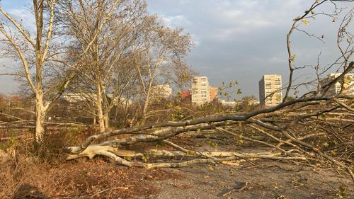 Apel al ONG-urilor de mediu către primarul Nicușor Dan și prim-ministrul Marcel Ciolacu să oprească „ecocidul” din zona retrocedată a Parcului IOR/ „Stăm de cinci zile în fața drujbelor. Ne riscăm viața și integritatea fizică” / 11 platani au mai rămas în picioare