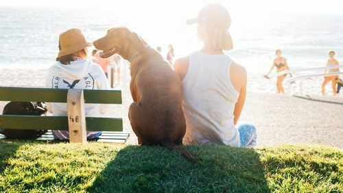 Mergi în vacanță cu câinele tău? Nu uita să îi iei și lui o cremă cu protecție solară