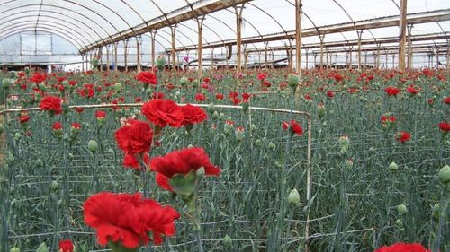 Un oraș din Turcia se autoproclamă "capitala mondială a florilor": Am ajuns să exportăm flori și în Olanda. Am înființat o firmă în România. Livrăm către statele est-europene