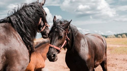 Primii cai din lume modificați genetic au 10 luni și revoluționează știința. Ce rol au aceste animale create în laborator