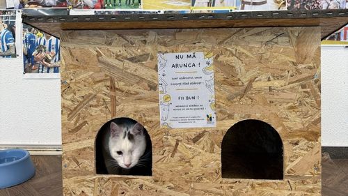 Căsuțe gratuite pentru pisicile fără stăpân din București și Ilfov: a început distribuirea adăposturilor