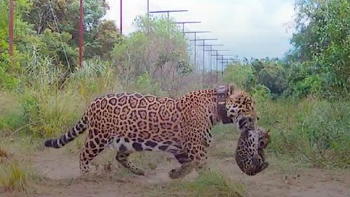 FOTO&VIDEO Premieră în ultimii 70 de ani în Argentina. Doi pui de jaguar, născuți în sălbăticie într-o zonă umedă din nordul țării