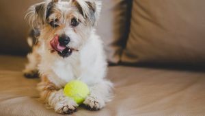 Strămoșul câinelui tău a fost un animal feroce și sălbatic. Cum s-a transformat într-un companion blând și protector