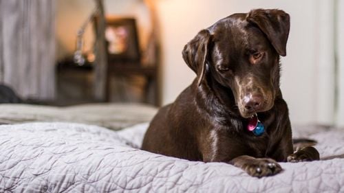 Clasamentul celor mai liniștite rase de câini, recomandate de veterinari și știință pentru familiile cu copii și alte animale de companie