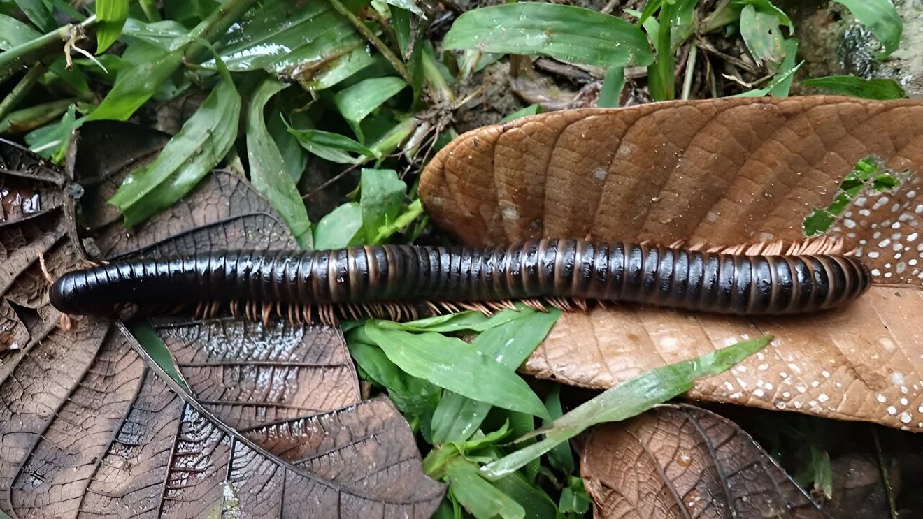 Milipede gigant, considerat pierdut de aproape 130 de ani, redescoperit în jungla din Madagascar