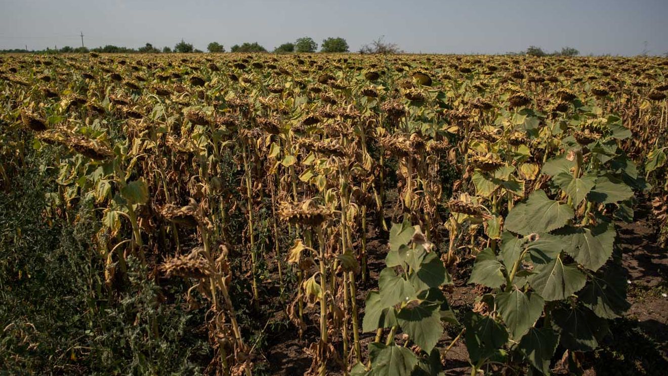 Suprafaţa agricolă afectată de secetă depășește 100.000 de hectare, în 20 de judeţe, potrivit datelor centralizate de Ministerul Agriculturii