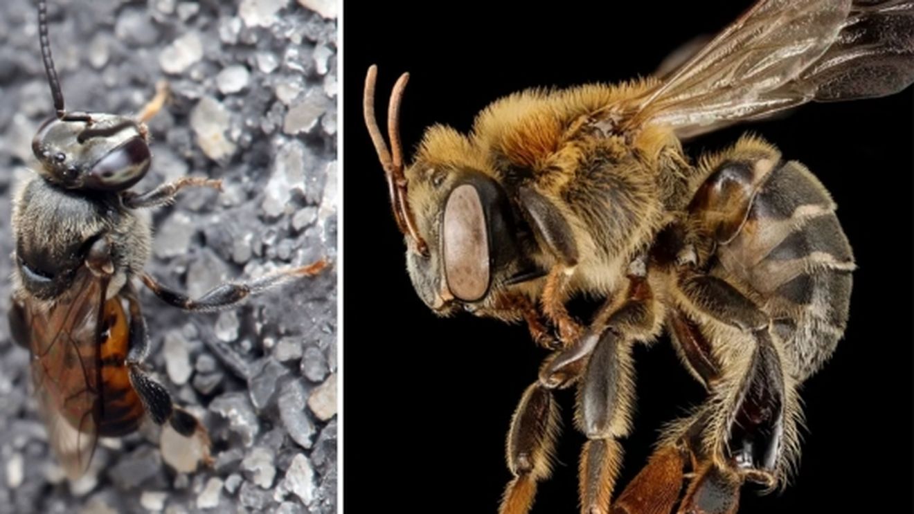 Albinele fără ac din Peru sunt primele insecte din lume recunoscute ca persoane juridice / De ele depind 80% din speciile de plante din zona amazoniană