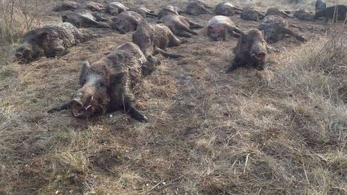 Măsuri de amploare pentru combaterea pestei porcine: Autoritățile propun împușcarea a peste 30.000 de mistreți în toată țara și eradicarea totală a acestora și a prădătorilor în zonele afectate de epidemie