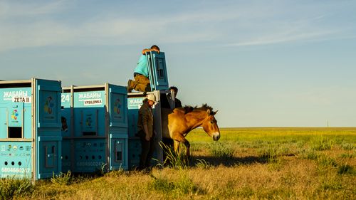 Caii sălbatici Przewalski se întorc în stepele din Kazahstan după o absență de două secole
