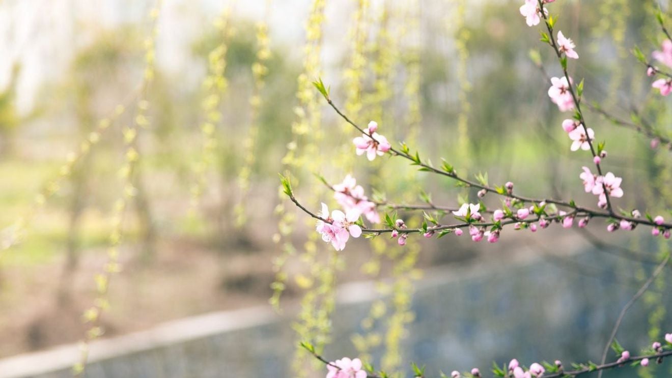 Martie 2020, printre cele mai calde luni de martie înregistrate vreodată