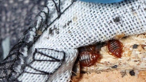 Infestare cu ploşniţe la internatul Liceului ”Solomon Ernő” din Gheorgheni, Harghita / Elevii, mutaţi în alt spaţiu