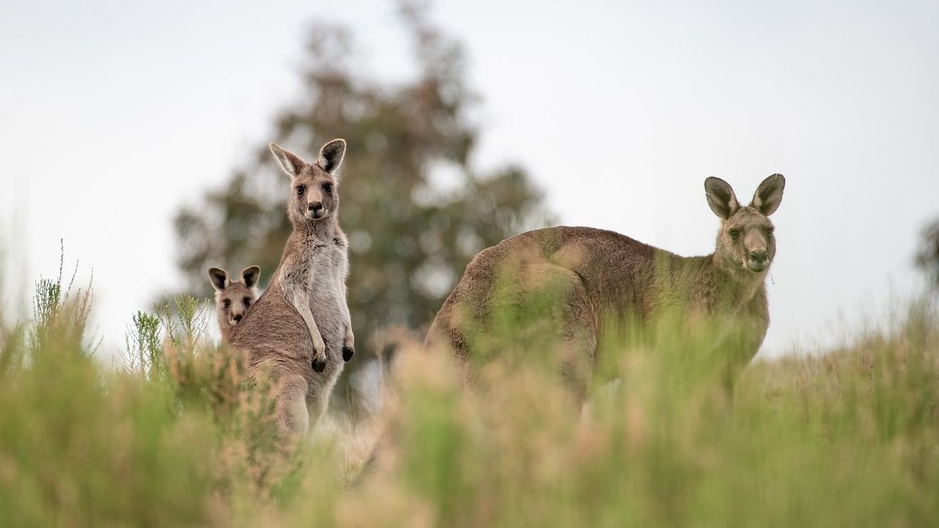 Australia: Doi adolescenți, acuzați de uciderea a 14 canguri / Animalele au fost omorâte în bătaie