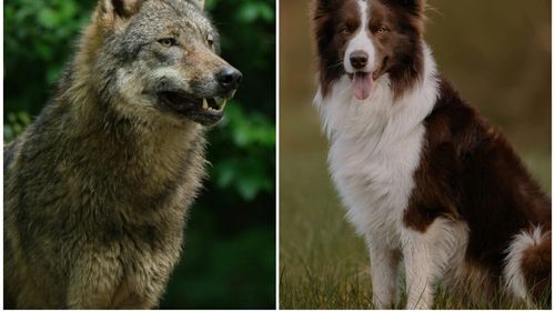 Sunt cățeii mai inteligenți decât lupii? Ce impact am avut asupra celui mai bun prieten al nostru (VIDEO)