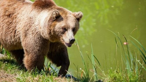 "Munții obișnuiau să-mi aducă pace": Locuitorii unei comune italiene s-au mobilizat împotriva repopulării regiunii lor cu animale sălbatice, după ce un tânăr a fost ucis de o ursoaică