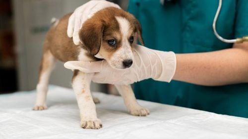 Exclusiv | Creșterea TVA de la 9% la 21%, o lovitură pentru medicina veterinară / Laura Fincu, fondator Sache Vet: “Este mai ieftin să previi decât să tratezi. Și este mai corect ca statul să sprijine prevenția, nu să o taxeze ca pe un lux”