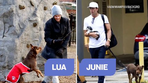 VIDEO Fostul jucător de fotbal american Tom Brady afirmă că şi-a clonat câinele, în urmă cu doi ani / Este vorba de pitbullul său Junie
