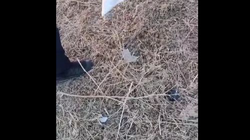 VIDEO Şarpe salvat în urma unui apel la 112, de pe terasa unei case / Jandarmii din Constanţa l-au eliberat în natură