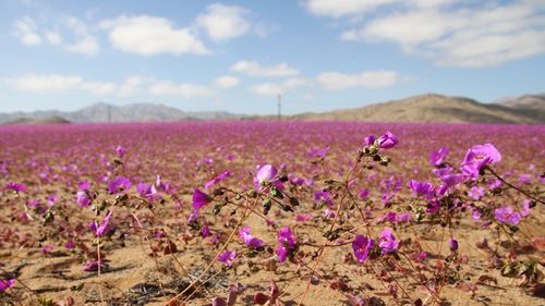 Ploile au adus o înflorire spectaculoasă şi rară a plantelor din deşertul Atacama, cel mai arid din lume