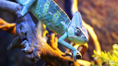 Piața animalelor exotice de companie se dublează până în 2035 și ajunge la 33 miliarde de dolari: De ce tot mai mulți oameni le preferă
