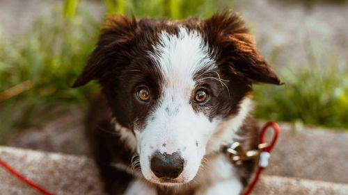 Târg de adopții pentru căței, sâmbătă, în Parcul Carol I din București