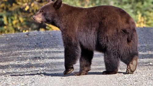 Mesaj RO-Alert în judeţul Bacău, unde a fost semnalată prezenţa unui urs