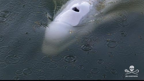 Balena beluga care s-a rătăcit în fluviul Sena va fi mutată într-un bazin cu apă sărată aproape de mare