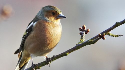 Aproape jumătate din speciile de păsări sunt în declin la nivel global/ Una din opt păsări este în pericol de dispariție/ Defrișările și schimbările climatice, principalele cauze