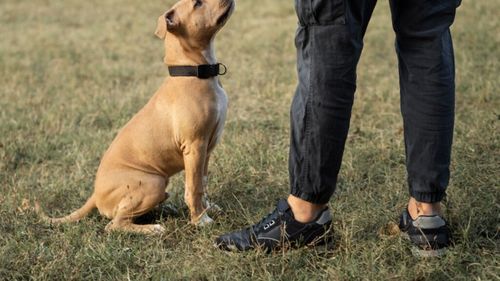 Exclusiv | Câinele tău te manipulează zilnic – și probabil îi iese de fiecare dată: Sfaturile unui expert în comportament canin pentru a înțelege și gestiona trucurile subtile ale blănosului (VIDEO)