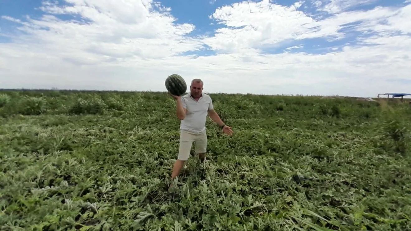 FOTO-VIDEO | A început sezonul lubeniței de Gottlob / Producătorii vând mai ieftin, deși costurile au crescut: „Au apărut foarte multe importuri, ceea ce a dus la scăderea accentuată a prețurilor””